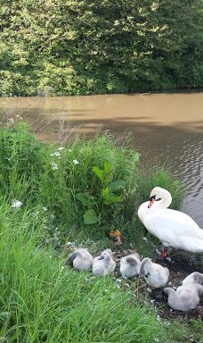 Hemlington Lake-米德尔斯堡