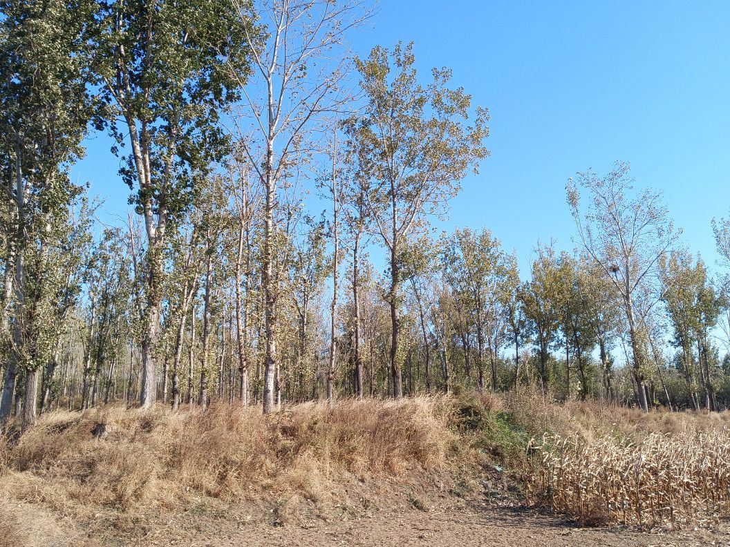 小山火山地质公园 · 沧州市 · AA级景点