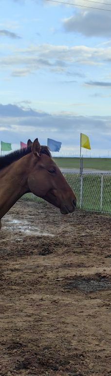 那达慕-太仆寺旗