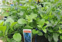 Tarn road nurseries购物图片