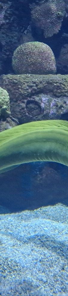 瓦伦西亚海洋公园-瓦伦西亚