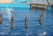 Valencia's Aquarium景点图片