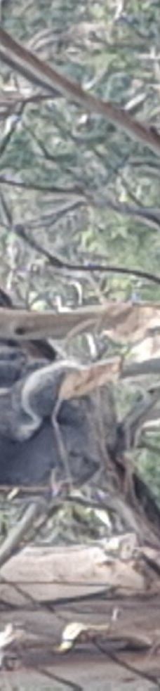 坎尼特河沿岸考拉步行道-Kennett River