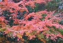 Midori no Bunkaen景点图片