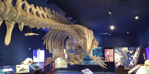 Natural History Museum