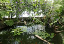 Le Carbet Amazonien景点图片