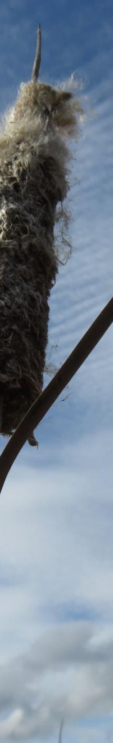 Talking Water Gardens-奥尔巴尼