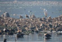 Surajpur Bird Sanctuary景点图片