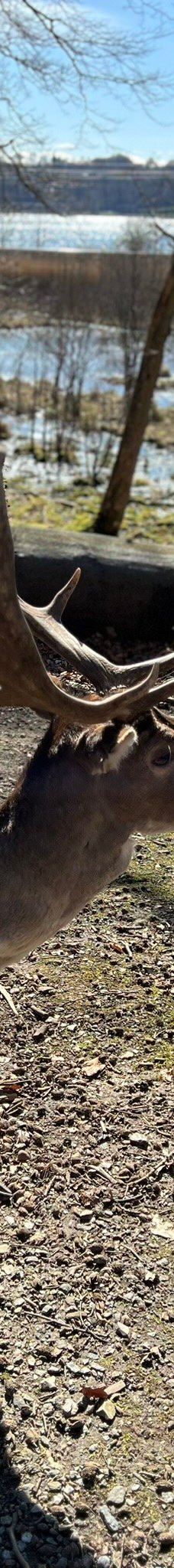 Dyrehaven Vejle-瓦埃勒