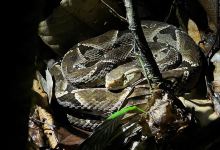 Birding Spots Manuel Antonio景点图片