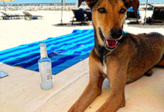 Flopster Beach景点图片