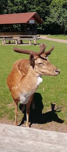 Südliche weinstraße wildlife park-南魏恩斯特拉瑟县