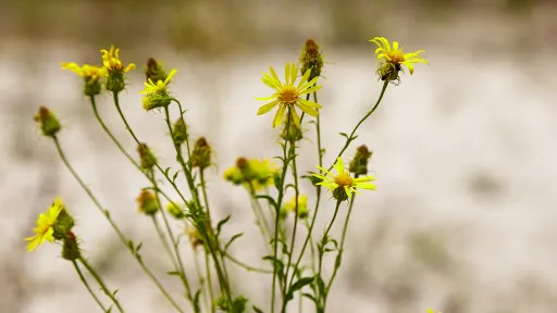 Alafia Scrub Nature Preserve