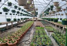 Northern Flowers Garden Center/ Plant Man购物图片
