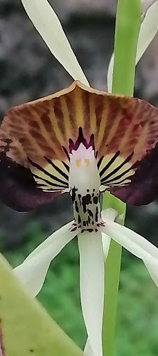 Orquidario de Morelia-莫雷利亚