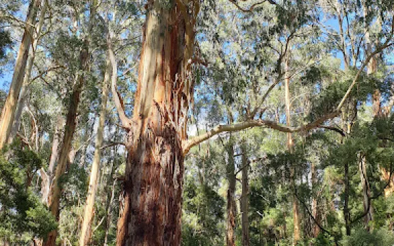 Paradise Picnic Reserve