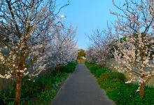 Chadstone Food Forest景点图片