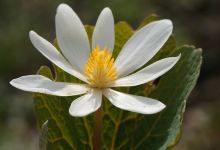 Clegg Memorial Garden景点图片