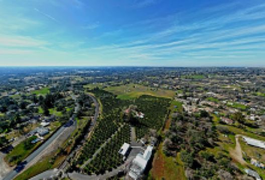 Mandarin Hill Orchards景点图片