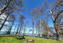 Reelfoot Lake State Park景点图片