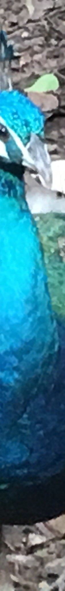 Wat Pa Ban Tat-乌隆他尼