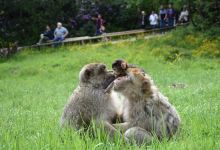 Trentham Monkey Forest景点图片