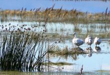 Reserva Laguna Nimez景点图片