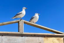 Seagull Beach景点图片