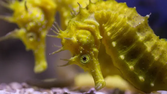 Piran Aquarium
