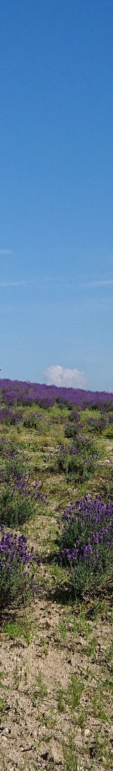 菅野农场-上富良野町