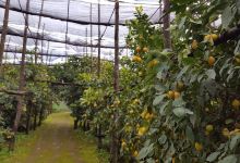 La Masseria Farm Experience景点图片