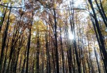 Area Pic Nic Prato di Campoli景点图片