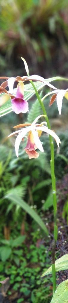 Finca Cantaros-圣维托