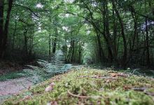 Foret Domaniale de Gresigne景点图片