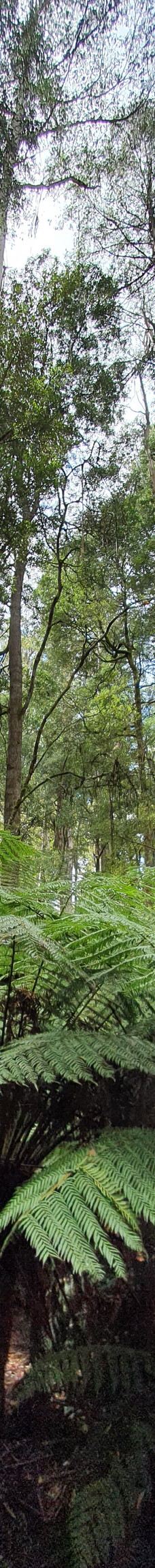 Tall Trees Walk-Mount Field