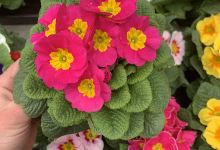 Shop Horticulture / Florist购物图片