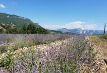 Forêt de Beynaves景点图片