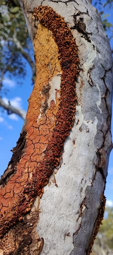 Violet Valley Campground-奥德里弗
