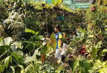 Pagsolingan Garden Center购物图片