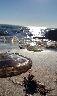 Chinook County Park-太平洋城县