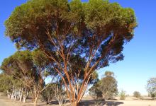Patchewollock North Bushland Reserve景点图片
