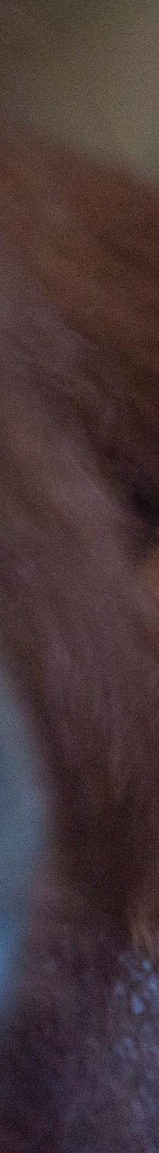 Twycross Zoo-阿瑟斯通