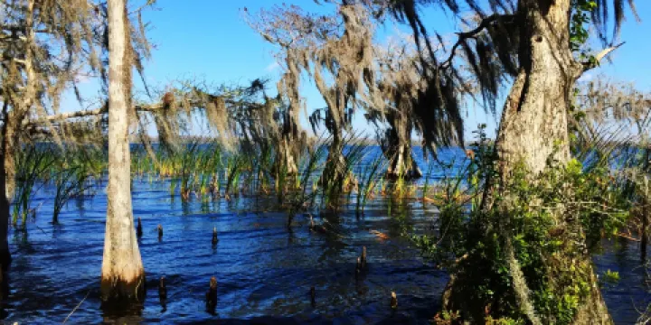 The Disney Wilderness Preserve