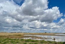 RSPB Frampton Marsh景点图片