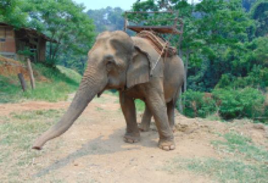 Pong Yang Elephant Camp景点图片