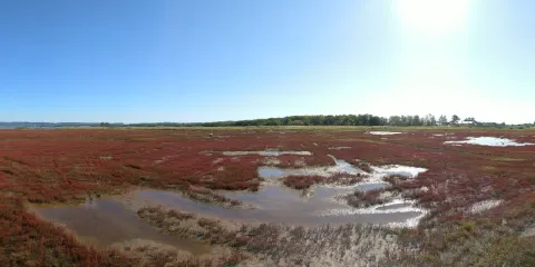 卯原內サンゴ草羣落地