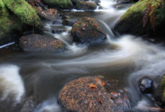 Wyming Brook Nature Reserve景点图片