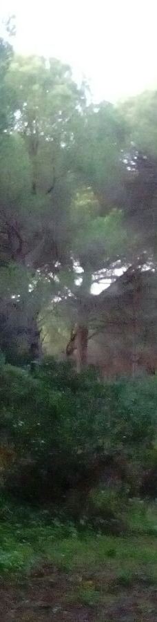 El Pinar del Rey-圣罗克