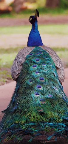 Bunbury Wildlife Park-South Bunbury