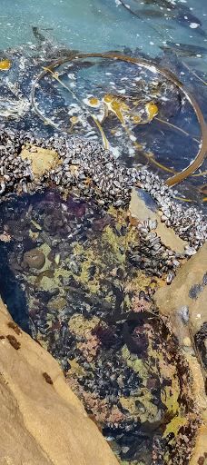 Shamel Park-坎布里亚